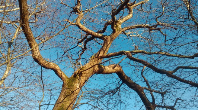 trunk, branch, twig... tree?